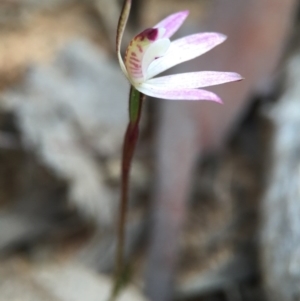 Caladenia fuscata at Acton, ACT - suppressed