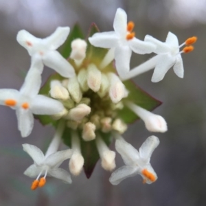 Pimelea linifolia at Acton, ACT - 6 Sep 2015