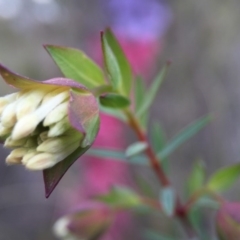 Pimelea linifolia at Acton, ACT - 6 Sep 2015