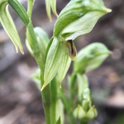 Bunochilus umbrinus (ACT) = Pterostylis umbrina (NSW) (Broad-sepaled Leafy Greenhood) at  - suppressed by JasonC