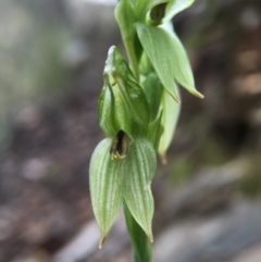 Bunochilus umbrinus (ACT) = Pterostylis umbrina (NSW) at suppressed - suppressed