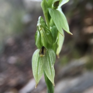 Bunochilus umbrinus (ACT) = Pterostylis umbrina (NSW) at suppressed - suppressed