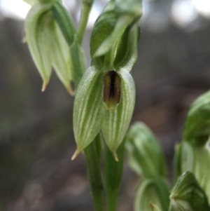 Bunochilus umbrinus (ACT) = Pterostylis umbrina (NSW) at suppressed - 6 Sep 2015