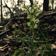 Bunochilus umbrinus at suppressed - 6 Sep 2015