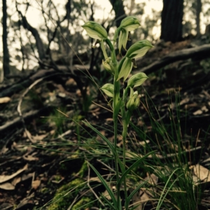 Bunochilus umbrinus (ACT) = Pterostylis umbrina (NSW) at suppressed - suppressed