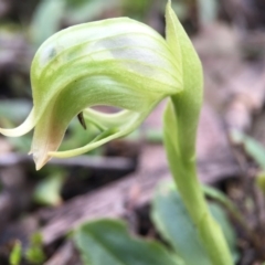 Pterostylis nutans (Nodding Greenhood) at Acton, ACT - 6 Sep 2015 by JasonC