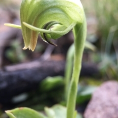 Pterostylis nutans at Acton, ACT - suppressed