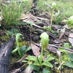 Pterostylis nutans at Acton, ACT - 6 Sep 2015