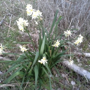 Narcissus tazetta at Isaacs Ridge - 22 Aug 2015 04:23 PM