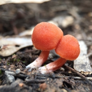 Laccaria sp. at Acton, ACT - 6 Sep 2015