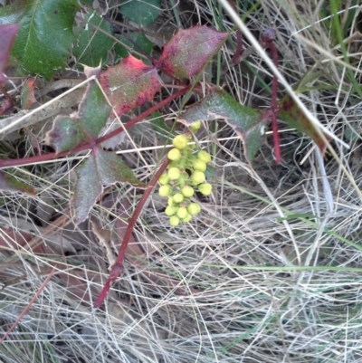 Berberis aquifolium (Oregon Grape) at Jerrabomberra, ACT - 31 Aug 2015 by Mike