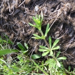 Galium aparine (Goosegrass, Cleavers) at O'Malley, ACT - 4 Sep 2015 by Mike