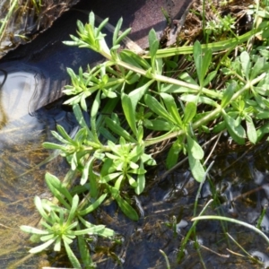 Galium aparine at O'Malley, ACT - 4 Sep 2015