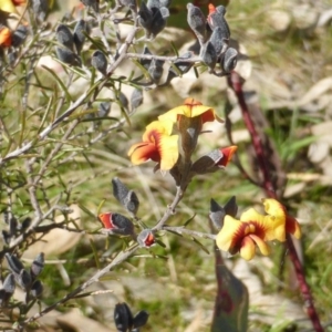 Dillwynia sp. Yetholme (P.C.Jobson 5080) NSW Herbarium at Jerrabomberra, ACT - 4 Sep 2015 11:11 AM