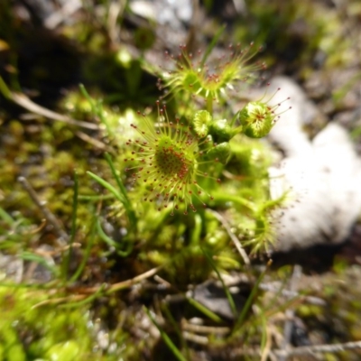 Drosera sp. (A Sundew) at Jerrabomberra, ACT - 4 Sep 2015 by Mike