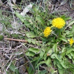 Taraxacum sp. (Dandelion) at O'Malley, ACT - 4 Sep 2015 by Mike