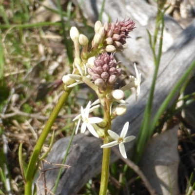 Stackhousia monogyna (Creamy Candles) at O'Malley, ACT - 4 Sep 2015 by Mike