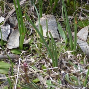 Bulbine bulbosa at O'Malley, ACT - 4 Sep 2015 11:55 AM