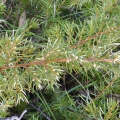 Juniperus sp. (Juniper) at O'Malley, ACT - 4 Sep 2015 by Mike