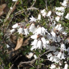 Cryptandra amara (Bitter Cryptandra) at Garran, ACT - 4 Sep 2015 by Mike