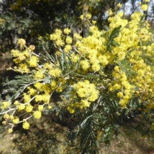 Acacia dealbata at Garran, ACT - 4 Sep 2015