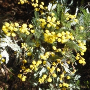 Acacia baileyana at Garran, ACT - 4 Sep 2015