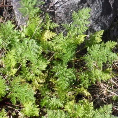 Conium maculatum (Hemlock) at Jerrabomberra, ACT - 4 Sep 2015 by Mike