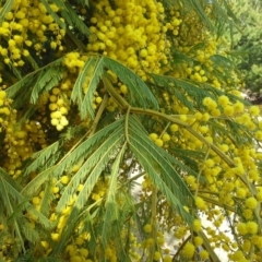 Acacia decurrens (Green Wattle) at Isaacs, ACT - 31 Aug 2015 by Mike
