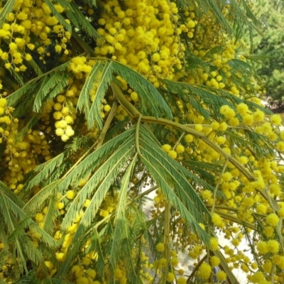 Acacia decurrens (Green Wattle) at Isaacs, ACT - 31 Aug 2015 by Mike