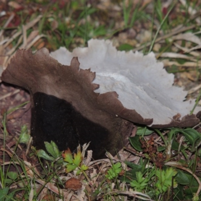 Calvatia sp. (a puffball ) at Theodore, ACT - 5 Sep 2015 by MichaelBedingfield