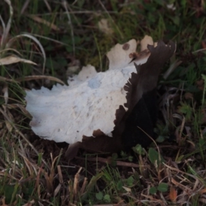 Calvatia sp. at Theodore, ACT - 5 Sep 2015 07:14 PM