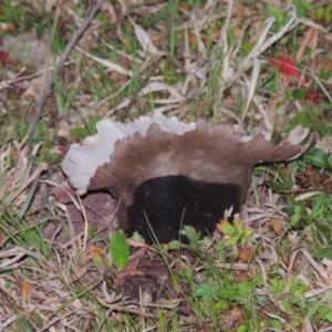 Calvatia sp. at Theodore, ACT - 5 Sep 2015 07:14 PM