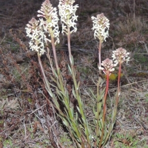 Stackhousia monogyna at Theodore, ACT - 5 Sep 2015 07:19 PM