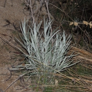 Senecio quadridentatus at Theodore, ACT - 5 Sep 2015 07:50 PM