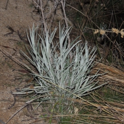 Senecio quadridentatus (Cotton Fireweed) at Melrose - 5 Sep 2015 by michaelb