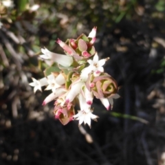 Brachyloma daphnoides (Daphne Heath) at Isaacs, ACT - 7 Sep 2015 by Mike