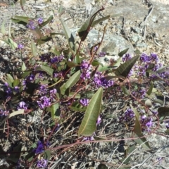 Hardenbergia violacea (False Sarsaparilla) at Isaacs Ridge - 7 Sep 2015 by Mike