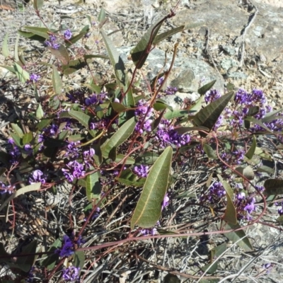 Hardenbergia violacea (False Sarsaparilla) at Isaacs, ACT - 7 Sep 2015 by Mike