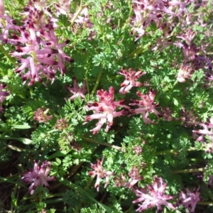 Fumaria sp. at Isaacs Ridge - 7 Sep 2015 02:33 PM