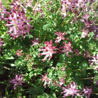 Fumaria sp. (Fumitory) at Isaacs Ridge - 7 Sep 2015 by Mike