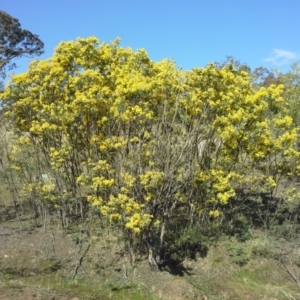 Acacia dealbata at Isaacs, ACT - 7 Sep 2015 02:52 PM