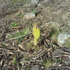 Opuntia stricta (Common Prickly Pear) at Isaacs, ACT - 7 Sep 2015 by Mike