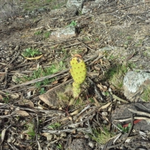 Opuntia stricta at Isaacs Ridge - 7 Sep 2015 03:11 PM