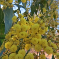 Acacia pycnantha (Golden Wattle) at Percival Hill - 29 Aug 2015 by gavinlongmuir