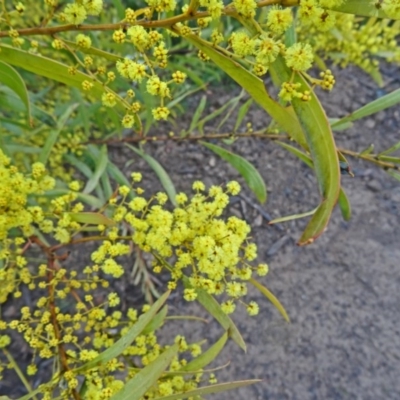 Acacia rubida (Red-stemmed Wattle, Red-leaved Wattle) at Molonglo Valley, ACT - 3 Sep 2015 by galah681