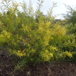 Acacia rubida at Molonglo Valley, ACT - 3 Sep 2015