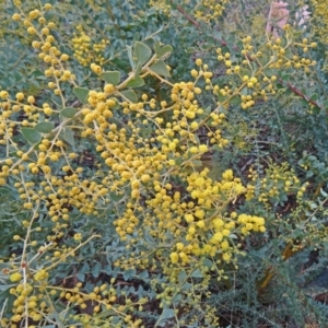 Acacia cultriformis at Molonglo Valley, ACT - 3 Sep 2015 10:14 AM