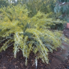 Acacia cultriformis at Molonglo Valley, ACT - 3 Sep 2015 10:14 AM