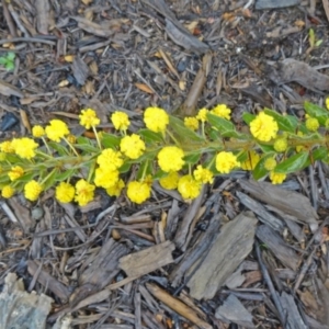 Acacia paradoxa at Molonglo Valley, ACT - 3 Sep 2015