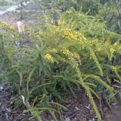 Acacia paradoxa at Molonglo Valley, ACT - 3 Sep 2015